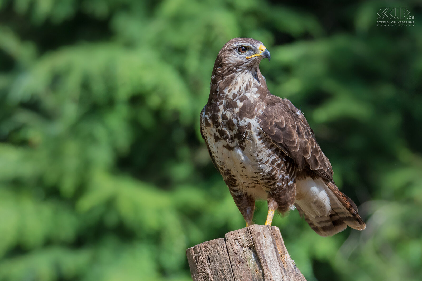 Roofvogels - Buizerd Een kleine selectie beelden van de meest voorkomende roofvogels in België en Nederland; buizerds, haviken, sperwers en torenvalken. Roofvogels jagen op kleinere vogels, knaagdieren en amfibieën, zijn daarom wat groter en hebben scherpe klauwen en grote kromme snavel.  Stefan Cruysberghs